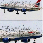 The pilot’s emotional reaction when he discovered why birds were flying alongside the plane