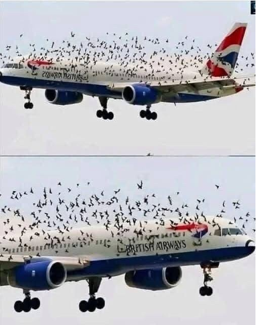 The pilot’s emotional reaction when he discovered why birds were flying alongside the plane