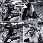 Coach Orca is Destroy by this thing while see more