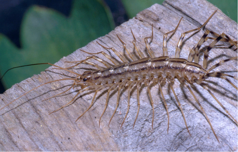 Why You Might Want to Rethink Killing That House Centipede